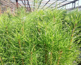 ���������� ������������ �������������� ������������� �� �������� ���������� ���������